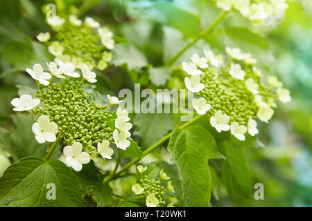 Blumen der blühenden Gefüllte Schneeball - Rose. Corymbose Blütenstand der viburnum (Viburnum opulus) Stockfoto