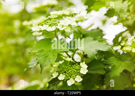 Blumen der blühenden Gefüllte Schneeball - Rose. Corymbose Blütenstand der viburnum (Viburnum opulus) Stockfoto