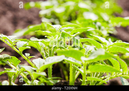 Coloradokäfer versteckt sich unter dem potato Leaf. Der Colorado potato Gestreifte Käfer (Leptinotarsa Decemlineata). Junge Kartoffel Pflanzen wachsen auf dem Boden Stockfoto