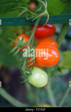 Cherry-Tomaten am Rebstock Stockfoto