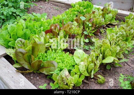 Wachsende mix Grüns auf einen Garten Hochbeet Stockfoto