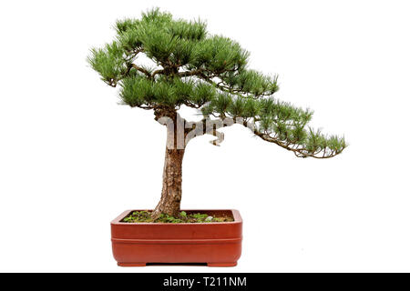 Evergreen bonsai auf weißem Hintergrund Stockfoto