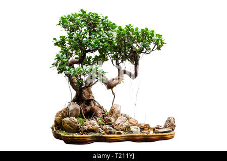 Evergreen bonsai auf weißem Hintergrund Stockfoto