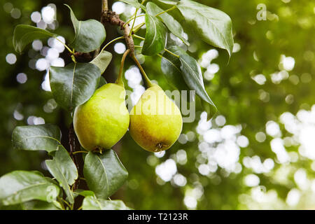 Frische saftige Birnen Pear Tree Branch. Organische Birnen in natürlicher Umgebung. Getreide der Birnen im Sommer Garten. Sommer Früchte. Herbst Erntesaison Stockfoto
