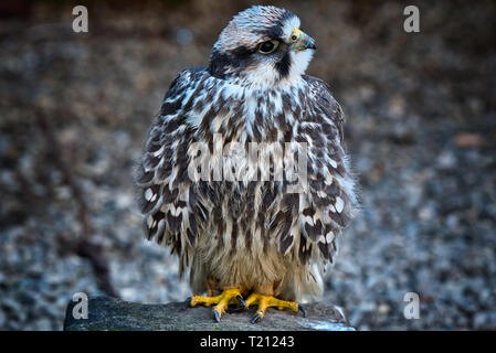 Eagle Wild Bird Stockfoto