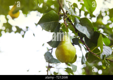 Frische saftige Birnen Pear Tree Branch. Organische Birnen in natürlicher Umgebung. Getreide der Birnen im Sommer Garten. Sommer Früchte. Herbst Erntesaison Stockfoto