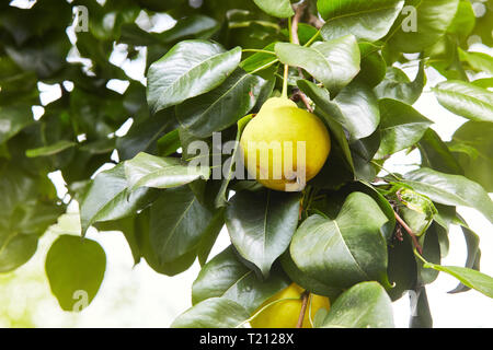 Frische saftige Birnen Pear Tree Branch. Organische Birnen in natürlicher Umgebung. Getreide der Birnen im Sommer Garten. Sommer Früchte. Herbst Erntesaison Stockfoto