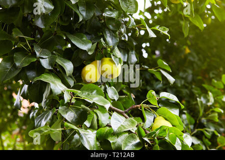 Frische saftige Birnen Pear Tree Branch. Organische Birnen in natürlicher Umgebung. Getreide der Birnen im Sommer Garten. Sommer Früchte. Herbst Erntesaison Stockfoto