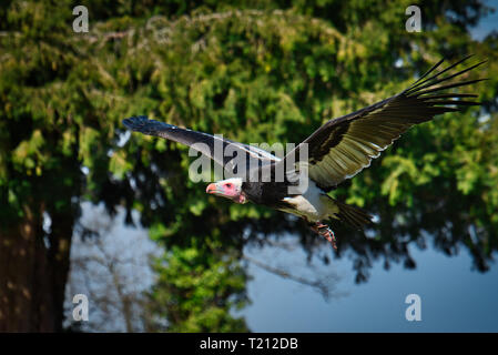 Eagle Wild Bird Stockfoto