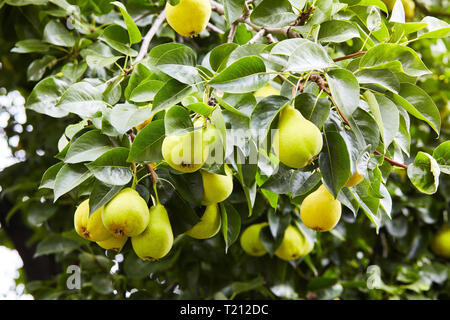 Frische saftige Birnen Pear Tree Branch. Organische Birnen in natürlicher Umgebung. Getreide der Birnen im Sommer Garten. Sommer Früchte. Herbst Erntesaison Stockfoto