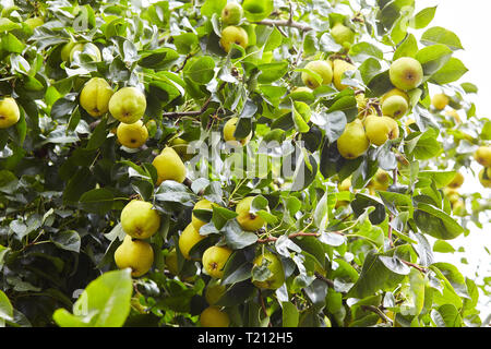 Frische saftige Birnen Pear Tree Branch. Organische Birnen in natürlicher Umgebung. Getreide der Birnen im Sommer Garten. Sommer Früchte. Herbst Erntesaison Stockfoto
