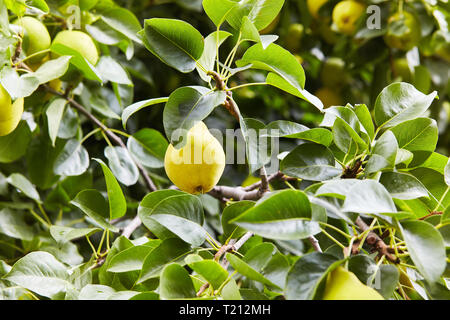 Frische saftige Birnen Pear Tree Branch. Organische Birnen in natürlicher Umgebung. Getreide der Birnen im Sommer Garten. Sommer Früchte. Herbst Erntesaison Stockfoto