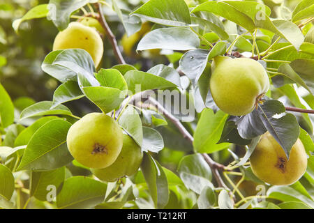 Frische saftige Birnen Pear Tree Branch. Organische Birnen in natürlicher Umgebung. Getreide der Birnen im Sommer Garten. Sommer Früchte. Herbst Erntesaison Stockfoto