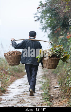 Der Mensch trägt Körbe von Produzieren auf Pole Gabel auf Reisterrassen auf die Berghänge von Longshen, China Stockfoto