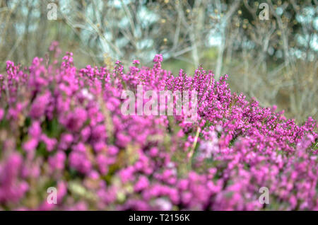 Heather Blumen. Kleine violette Blumen. vintage Papier Hintergrund. Retro Style. Soft Focus Stockfoto