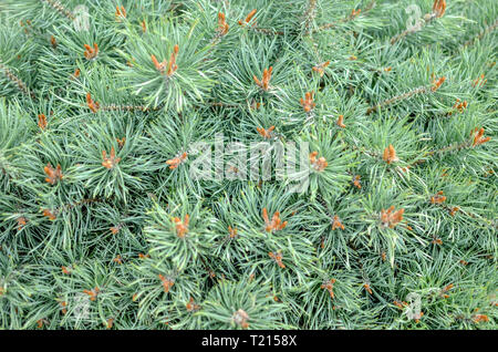 Grüne Nahaufnahme von conica Fichte, mit blured Hintergrund Stockfoto