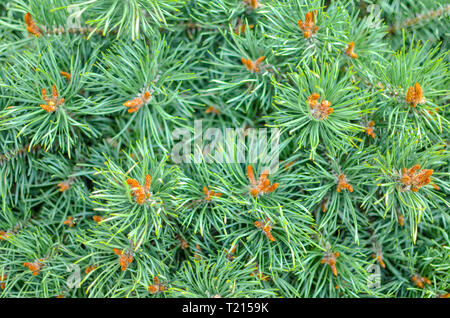 Grüne Nahaufnahme von conica Fichte, mit blured Hintergrund Stockfoto