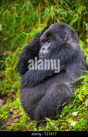 Ruanda, Virunga National Park, Mountain Gorilla Stockfoto