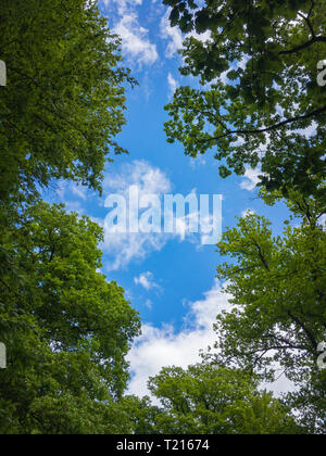 Blauer Himmel mit kleinen weißen Wolken durch einige Buche Bäume in einem Wald Stockfoto