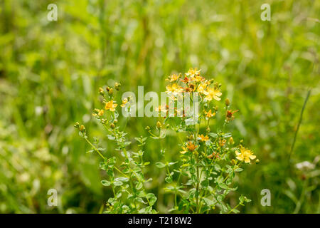 Nahaufnahme des gelben Gemeinsame Johanniskraut Blüten. Auch als Perforieren St John's - Johanniskraut bekannt. Stockfoto