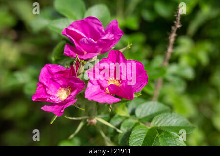 Wild Rose Blume im Sommer blühen. Stockfoto