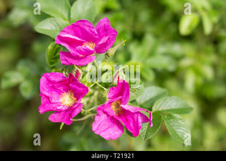 Wild Rose Blume im Sommer blühen. Stockfoto