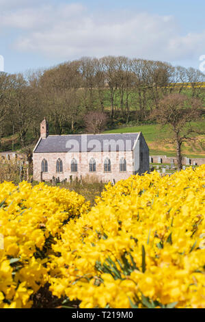 Kinneff alte Kirche mit einem Feld von Narzissen in den Vordergrund. Stockfoto