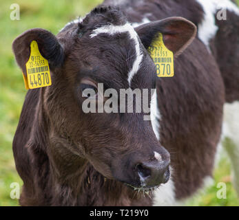 Nahaufnahme friesischen Kreuz Rasse Kalb Stockfoto