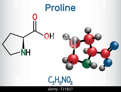 Proline (L-Prolin, Pro, P) proteinogene Aminosäure Molekül. Strukturelle chemische Formel und Molekül-Modell. Vector Illustration Stock Vektor