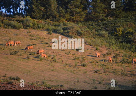 Herde von Braun Kalb Beweidung in den Bergen von Galicien Abgrenzung mit Asturias in Rebedul bei Sonnenuntergang. Natur, Architektur, Geschichte, Street Photograp Stockfoto