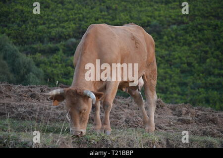 Braun Kalb Beweidung in den Bergen von Galicien Abgrenzung mit Asturias in Rebedul. Natur, Architektur, Geschichte, Street Photography. 24. August 2014 Stockfoto