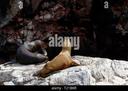 Meer ​​Lion (Otaria flavescens) ruhende Paar Sonnen auf einer felsigen Boulder am Ufer der Ballestas Inseln in Arequipa, Peru. Stockfoto