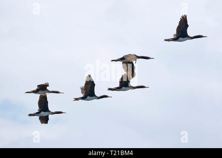 Guanay Kormoran (Spheniscus Humboldti), kleine Herde in den Ballestas Inseln in Arequipa, Peru fliegen. Stockfoto