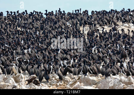 Guanay Kormoran (Spheniscus Humboldti), riesige Kolonie auf einer felsigen Klippe der Ballestas Inseln in Arequipa, Peru gruppiert. Stockfoto