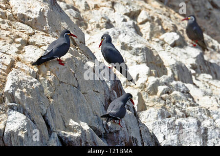 Gruppe von Inca tern (Larosterna Inca) in die Freiheit auf einem felsigen Boulder der Ballestas Inseln in Arequipa, Peru thront. Stockfoto