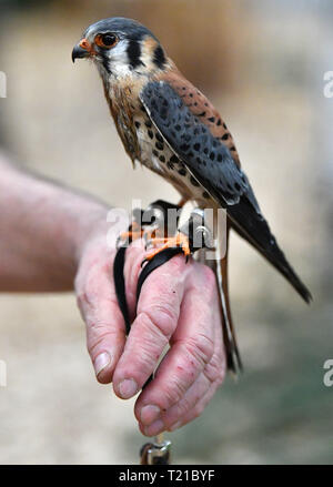 29. März 2019, Thüringen, Erfurt: ein falkner zeigt eine Amerikanische Kestrel mit einem Stand auf der Messe "Reiten - Jagen - Fischen' und 'Forest³'. Rund 240 Aussteller aus 11 Ländern präsentieren sich in den Erfurter Messehallen bis zum 31. März. Die neue Messe "Forst³" zu Themen aus der Forst- und Holzwirtschaft gewidmet ist. Foto: Martin Schutt/dpa-Zentralbild/dpa Stockfoto