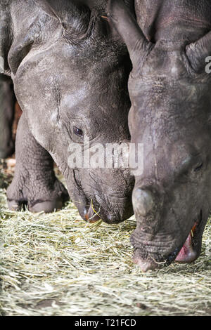 Edinburgh, Großbritannien. 29 Mär, 2019. Sanjay das Nashorn trifft Qabid das Nashorn im Zoo von Edinburgh, Schottland. Zwei Jahre alte Sanjay, kam vom Tiergarten Nürnberg, Deutschland Am 20. März 2019 und drei Jahre alt, Qabid, von Planckendael Zoo in Belgien im Juli 2018 angekommen. Sie sind beide Grössere - gehörnten Nashörnern - auch als indische Nashorn und großen indischen Rhinozeros - mit insgesamt 2.575 erwachsenen Personen geschätzt in der Wildnis in 2008 zu Leben gefährdet sind bekannt. Credit: Andy Catlin/Alamy leben Nachrichten Stockfoto