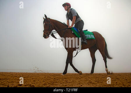 Meydan, Dubai, USA. 29 Mär, 2019. DUBAI, VEREINIGTE ARABISCHE EMIRATE - 29. März: Jagdhorn, von Aidan O'Brien geschult, Übungen in Vorbereitung auf die am Meydan Racecourse am 29. März 2019 in Dubai, Vereinigte Arabische Emirate. Kaz Ishida/Eclipse Sportswire/CSM/Alamy leben Nachrichten Stockfoto