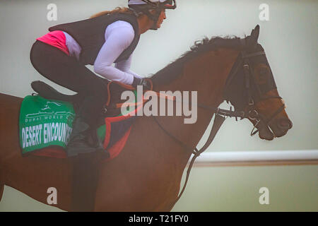 Meydan, Dubai, USA. 29 Mär, 2019. DUBAI, VEREINIGTE ARABISCHE EMIRATE - 29. März: Wüste Begegnung, ausgebildet von David Simcock, Übungen in Vorbereitung auf die am Meydan Racecourse am 29. März 2019 in Dubai, Vereinigte Arabische Emirate. Kaz Ishida/Eclipse Sportswire/CSM/Alamy leben Nachrichten Stockfoto