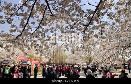 Peking, China. 29 Mär, 2019. Touristen Ansicht kirschblüten am Yuyuantan Park in Peking, der Hauptstadt von China, 29. März 2019. Credit: Liu Xianguo/Xinhua/Alamy leben Nachrichten Stockfoto