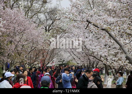 Peking, China. 29 Mär, 2019. Touristen Ansicht kirschblüten am Yuyuantan Park in Peking, der Hauptstadt von China, 29. März 2019. Credit: Liu Xianguo/Xinhua/Alamy leben Nachrichten Stockfoto