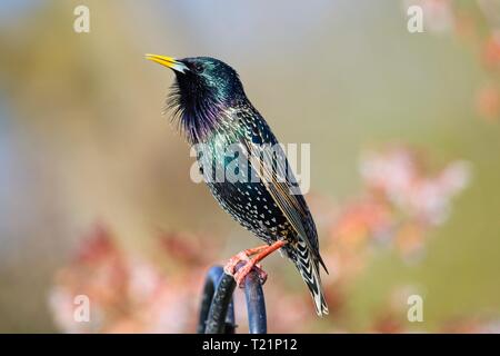 30 Mär, 2019. UK Wetter. Ein Star (Sturnus vulgaris) An diesem Morgen hell Start in den Tag in East Sussex, UK. Credit: Ed Brown/Alamy leben Nachrichten Stockfoto