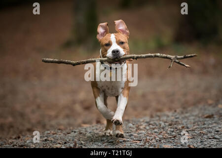 American Staffordshire Terrier Welpen spielen im Wald. Stockfoto