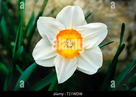 Schöne zarte, weiße Blütenblatt narzisse Blüte mit einem golden, Orange und Gelb. Stockfoto