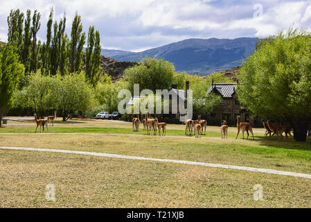 Guanakos auf dem Rasen am Visitor Center in Patagonien Nationalpark, Aysen, Patagonien, Chile Stockfoto