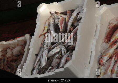 Frisch Makrelen und Heringe, andere als in einer Box gefangen Stockfoto