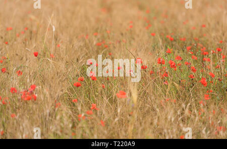 Mohn (Papaver rhoeas) im Weizenfeld Stockfoto