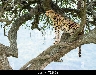 Ein Gepard, Acinonyx jubatus jubatus, sitzt in einem Baum in Masai Mara National Reserve, Kenia Stockfoto