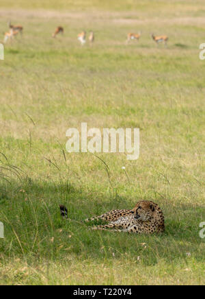 Ein Gepard, Acinonyx jubatus jubatus, ruht in den Schatten eines Baumes in Masai Mara National Reserve, Kenia Stockfoto