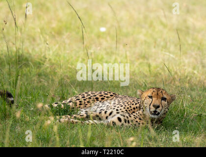 Ein Gepard, Acinonyx jubatus jubatus, ruht in den Schatten eines Baumes in Masai Mara National Reserve, Kenia Stockfoto